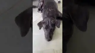 OMG Chea Chean Dog he smell fish meat and he get up so fast
