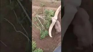 Ankole-Watusi cattle 🐂