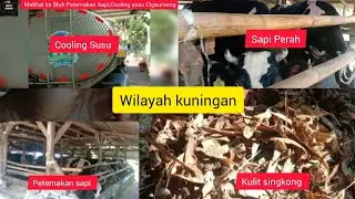 Melihat Blok ternak sapi dan Cooling susu sapi yang ada di Cigugur Kuningan Jabar