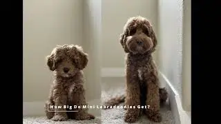 HOW BIG DO Mini LABRADOODLES GET?