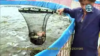 Tilapia Growth in Biofloc Tank | Fish Farming Made Easy