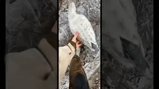 Спасите замерзших птиц