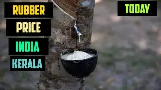RUBBER PRICE TODAY IN INDIA KERALA COMMODITY TRADING NEWS LATEX