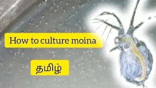 How to culture moina in tamil