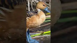 Explore Nepal! Wild Birds found in only Nepal.