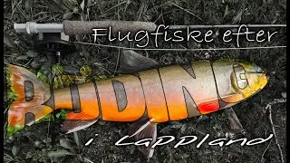 Flugfiske efter r&ouml;ding i fj&auml;llsj&ouml; med torrfluga
