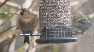 Mijn film sijsjes