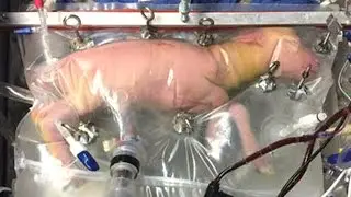 Baby sheep successfully grown in artificial 'biobag' womb