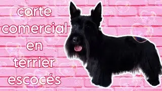 Corte comercial en terrier escocés