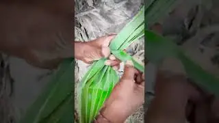 Making a toddy bowl using a Toddy leaf