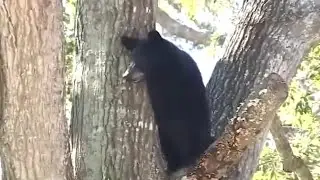 How to be 'bear-aware'