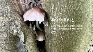 두엄먹물버섯 Coprinopsis atramentaria 두엄흙물버섯 Shaggy Ink Cap 흙퇴비더미에자라며갓이검게변하며액화되는 Inky Cap 알코올성분음식과먹으면중독된다!
