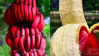 Red banana harvest first time in Bodoland Assam.  लाल केले की बंपर हार्वेस्टिंग असम में।