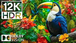 Majestic Wildlife 12K 120FPS HDR in Dolby Vision | Cinematic Music (Colorfully Dynamic)