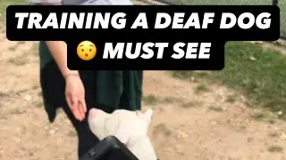 DEAF DOG LEARNING TO COME WHEN CALLED (RECALL TRAINING)  INTRODUCTION TO SIGN Language