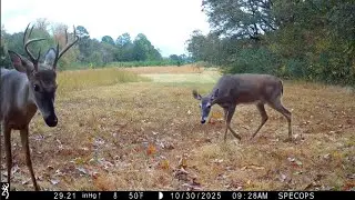 Deer grazing in the light rain and more Bucks passing through| Armadillo, Raccoons and a cat passes