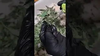Cultivo cannabis. Manicura de flores de cannabis.