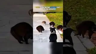 4 Cats vs 1 Dog 🥶💀 #shorts #edit #cat #dog