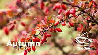 Autumn - Nurture Nature