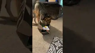 Bark Box Day!