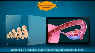 Oogenesis Explained | Meiosis II, Hormonal Control & Reproductive Period
