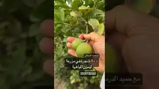 زيارة الاخ محمد بن ثاني و عبدالله بن مايد الشامسي الى مزرعة الباهية لليمون البرازيلي