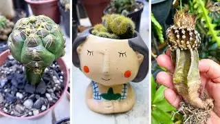 Os Cactos 🌵 🌵 🌵 comprinhas, novidases e perdas.