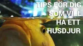 REA kollar upp: S&aring; ska du t&auml;nka n&auml;r du k&ouml;per ett husdjur