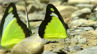 Colourful butterflies mud puddle by a stream in Nagaland