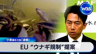 EU &ldquo;ウナギ規制&rdquo;提案　小泉農水大臣「遺憾」【WBS】