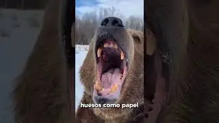 Animales mas peligrosos de Am&eacute;rica del Norte