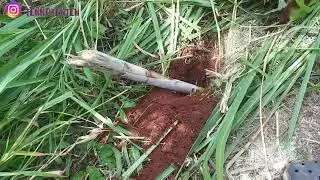 how to plant sugar cane in jamaica