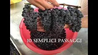 Vino FATTO IN CASA in 10 semplici step!