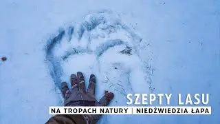Szepty Lasu - Na tropach natury |  Niedźwiedzia łapa
