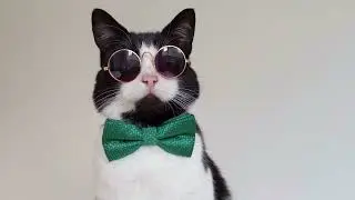 Meowdel