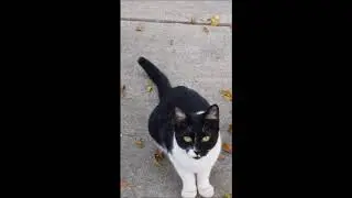 Preston Condra Feeding Stray Cats