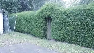How to trim a Yew hedge in a cottage garden