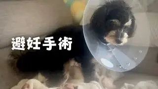 愛犬の避妊手術をしました