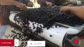 Grapes: Farm to Winery 🍷