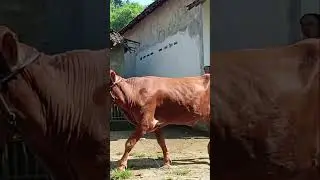 Natural Breeding in Cattle #cow #love #fyp