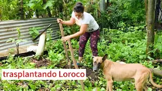 estas son las famosas plantas de Loroco,#receta #plantas#hortalizas