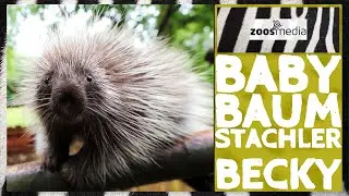 Tiergarten Kleve: BABY-Baumstachler Becky 😍 | zoos.media