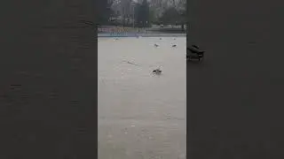 Утка на льду