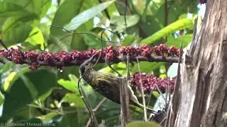 Macleay's Honeyeater (Xanthotis macleayanus) | Lake Morris Road, Cairns, Queensland (AUSTRALIA)