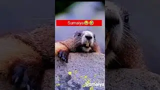 Sumaiya Hindi comedy Hendur video plz subscribe my channel