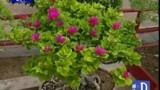 Bonsai exhibition in Karachi