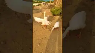 Angry Ducks Attacking Human #shorts #duck #attack