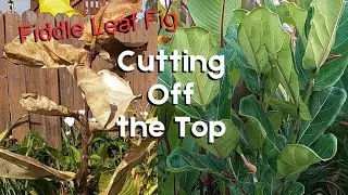 Reviving a Fiddle Leaf Fig By Cutting Off the Top