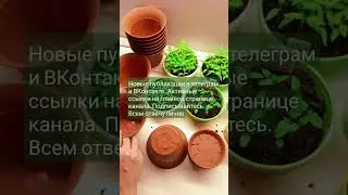 ДЫРКИ в Стакане Спасают РАССАДУ #огород #дача #garden #помидоры