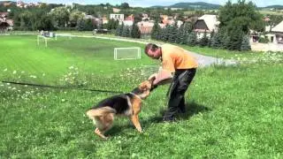 Falco K9 Academy Video Blog 013